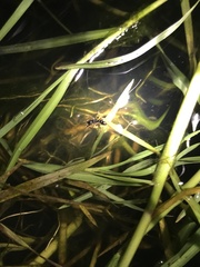 Amblyopone australis