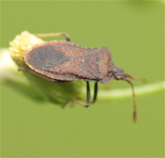 Althos