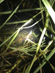 Amblyopone australis