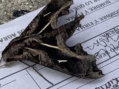 Hemeroplanes triptolemus