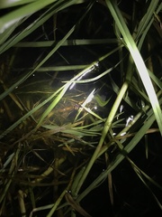 Amblyopone australis