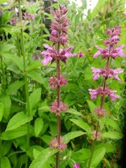 Stachys × ambigua