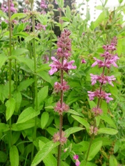 Stachys × ambigua
