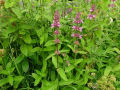 Stachys × ambigua
