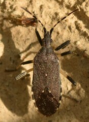 Dicranocephalus agilis