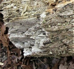 Liquidambar styraciflua