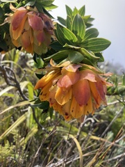 Liparia splendens splendens