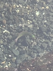 Stethojulis balteata