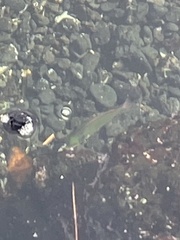 Stethojulis balteata