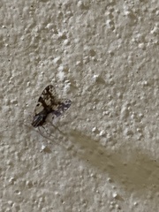 Bothriocera