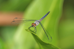 Brachydiplax denticauda