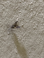 Bothriocera