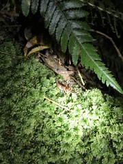 Hemiandrus pallitarsis