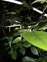 Hemiandrus pallitarsis