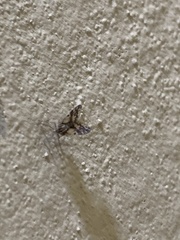 Bothriocera