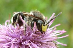 Macropis europaea