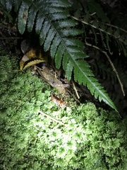 Hemiandrus pallitarsis