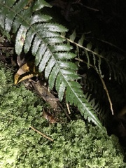 Hemiandrus pallitarsis