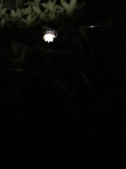 Poecilopachys australasia