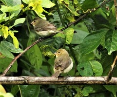 Sporophila lineola