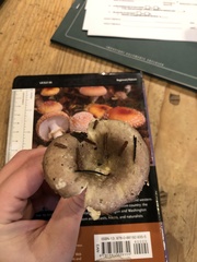 Russula occidentalis