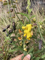 Crotalaria retusa