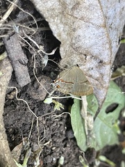 Lamprospilus collucia