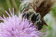 Macropis europaea