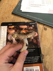 Russula occidentalis