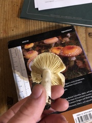 Russula occidentalis