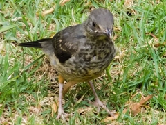 Turdus smithi