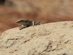 Gallotia galloti