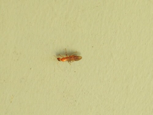 Azteca duckeiAzteca duckei