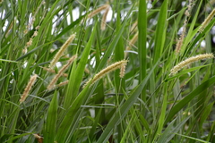 Cenchrus purpureus