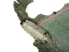 Paropsisterna m-fuscum