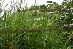Cenchrus purpureus