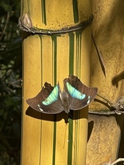 Archaeoprepona demophon