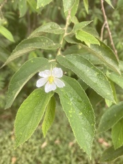 Muntingia calabura image