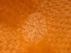 Corambe pacifica