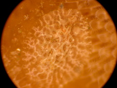Corambe pacifica