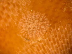 Corambe pacifica