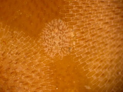 Corambe pacifica