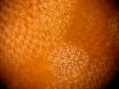 Corambe pacifica