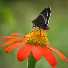 Mysoria barcastus