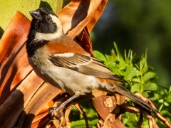 Passer melanurus vicinus