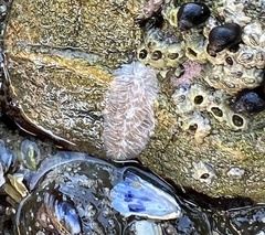 Aeolidia