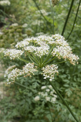 Oenanthe crocata
