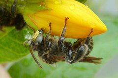 Macropis europaea