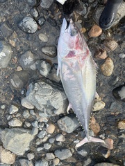 Thunnus