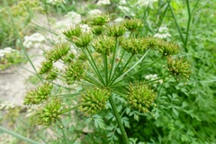 Oenanthe crocata
